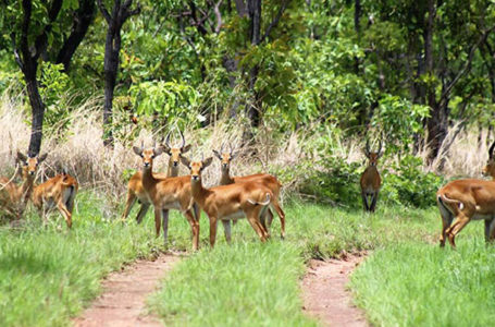 Bouna : 12 mois de prison pour le braconnier du parc national de la Comoé