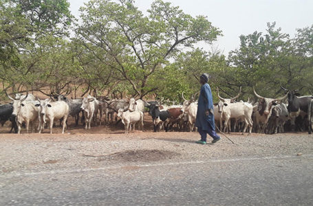Deux individus condamnés à cinq ans de prison pour vol de 30 bœufs