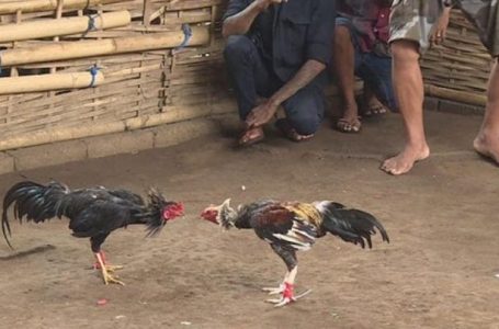 Inde: Un homme tué par un poulet «armé» lors d’un combat de coqs