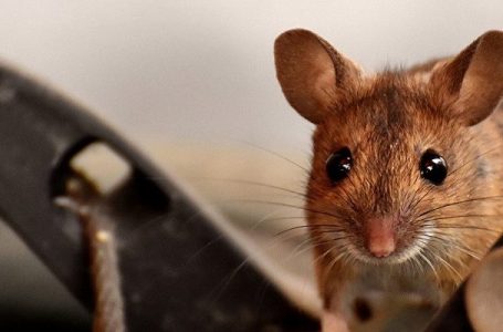 Un touriste se sert des rongeurs pour ne pas payer sa chambre d’hôtel