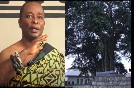 Mpeni Kofi : l’arbre ghanéen qui se ”transforme en humain la nuit pour garder son peuple” (vidéo)