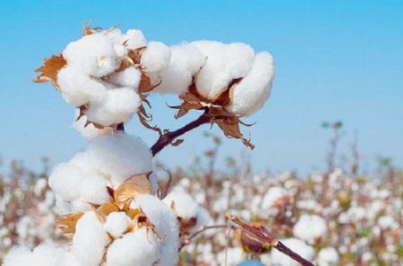 Côte d’Ivoire / Filière coton : voici le prix du kg pour la campagne 2020-2021, fixé par le gouvernement