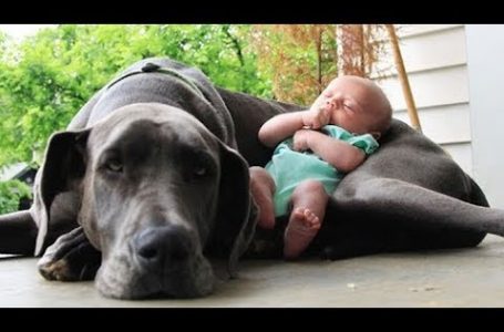 Quand les chiens protègent des bébés VIDEO