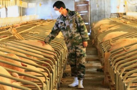 Grippe porcine : voici pourquoi elle pourrait revenir